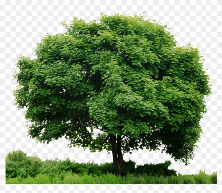 Download Tree Png Hd Clipart Clip Art Tree Plant Grass Transparent Png