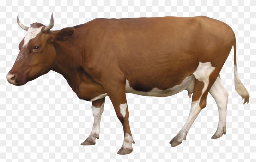 Cow Png - Indian Cow Png Clipart #208653