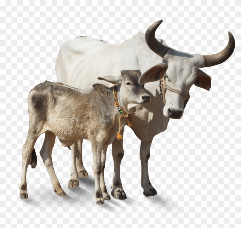 Indian Cow Png Images - Swappy Pawar All Png Clipart #208675