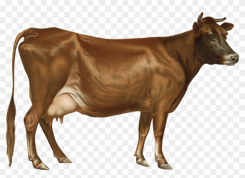 Cow Png - Cow Drawing Clipart #208701