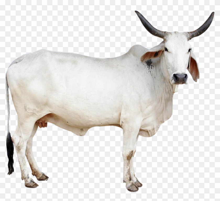 Cow Png Image - Indian Cow Images Png Clipart@pikpng.com