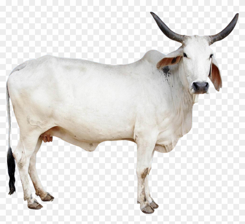 Cow Png Image - Indian Cow Images Png Clipart #208742