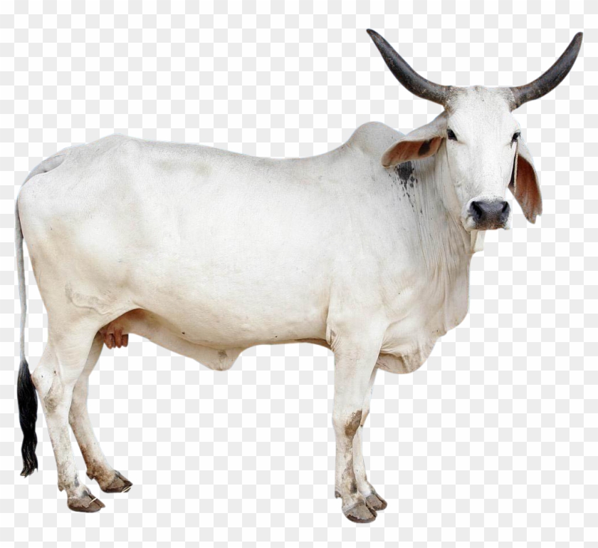 Cow Png Image - Indian Cow Images Png Clipart