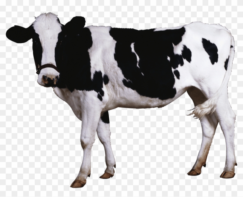 Cow Png Clipart