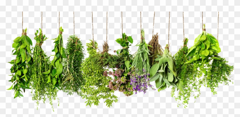 Herbs Png Images Transparent Free Download - Transparent Background Herbs Png Clipart #208825