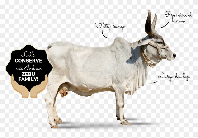 Why-zebu - Donkey Clipart
