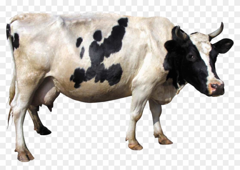 Cow Png Image - Cow Png Clipart #209209