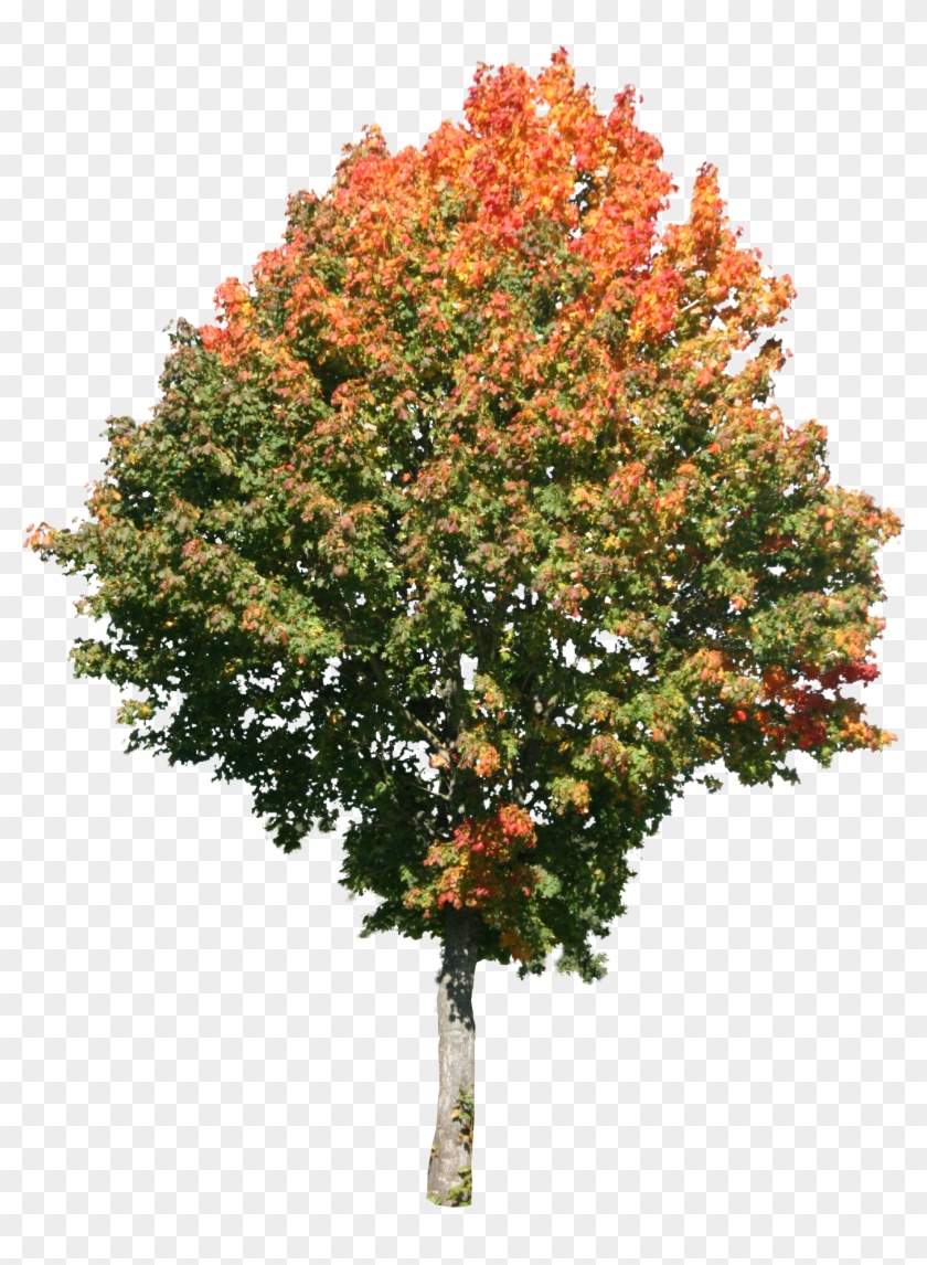 Tree Png High Resolution - Maple Tree Texture Clipart #209312