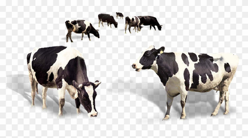 Indian Cow's Organic A2 Milk - Dairy Cattle Png Clipart