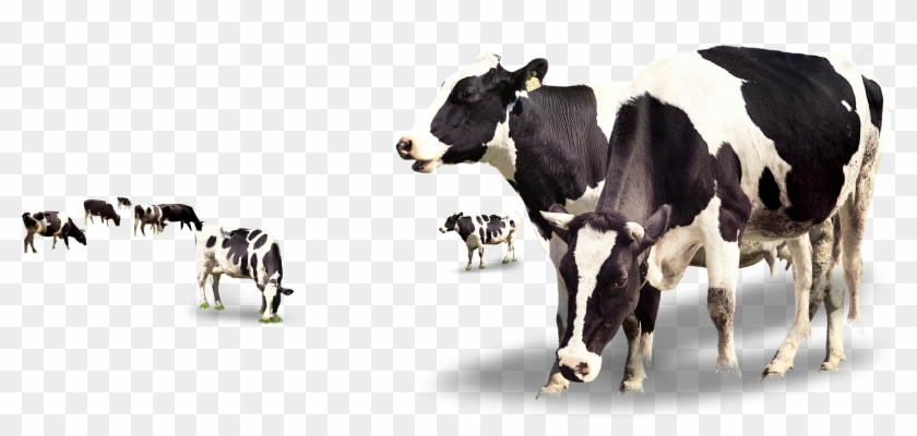 Transparent Background Cow Png Clipart #209528