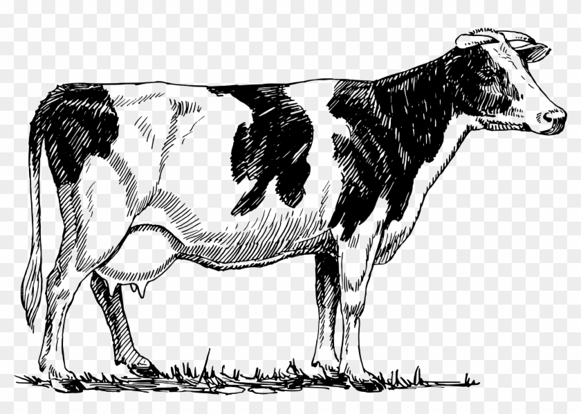 Freeuse Cow Png Clipart - Cow Drawing Vector Transparent Png #209675