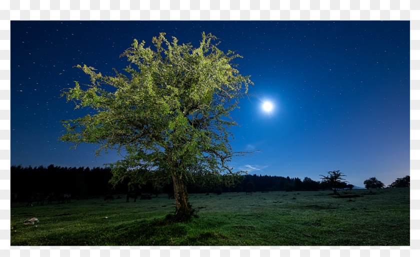 Grass Png Hd Clipart #209677