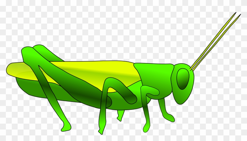 Grasshopper Clipart Big - Locust Drawing - Png Download #209867