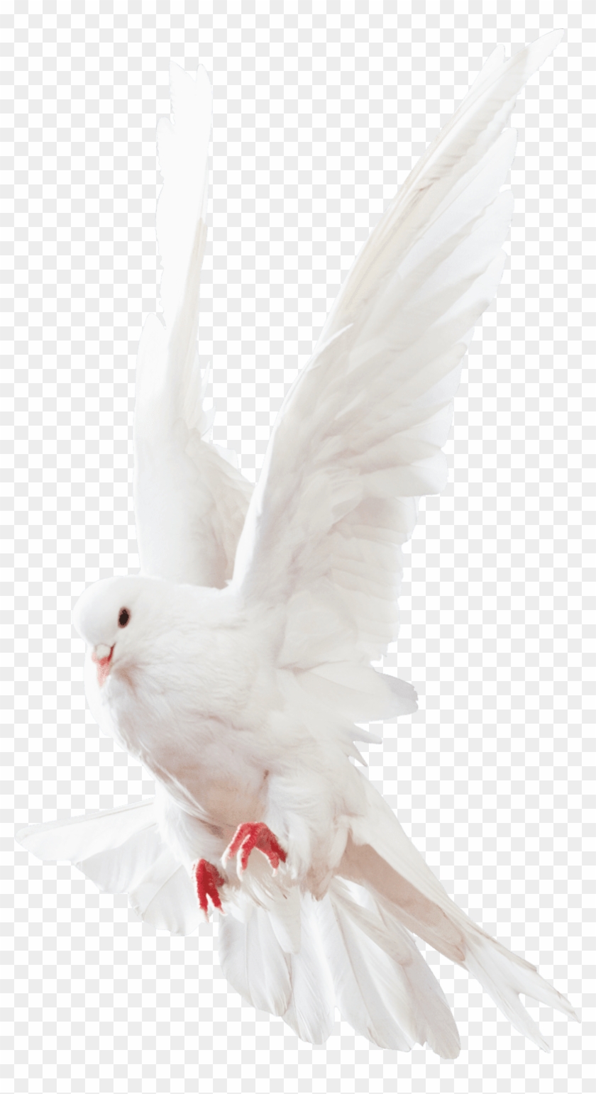 White Pigeon Images - Pigeons And Doves Clipart #209926