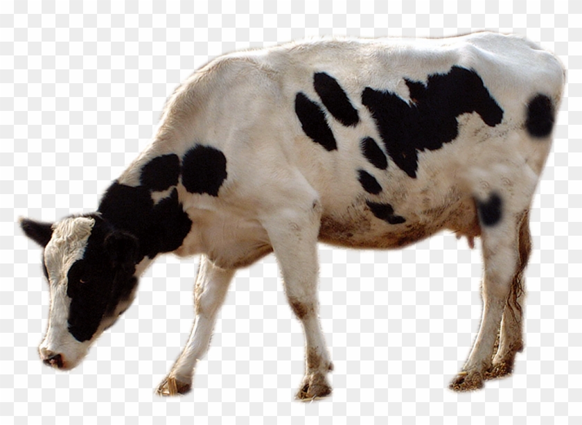 Cattle Livestock Cows Transprent Png Free Download - Cow Grazing Png Clipart #209951