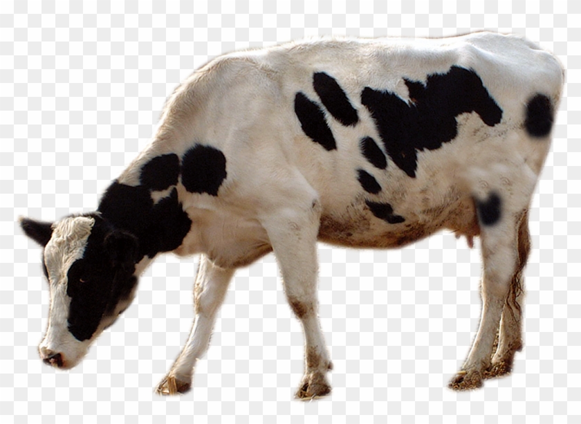 Cattle Livestock Cows Transprent Png Free Download - Cow Grazing Png Clipart