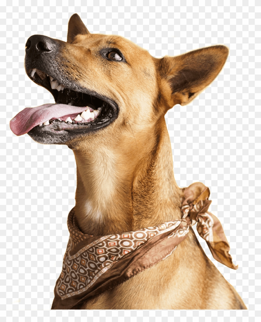 Apples Bad For Dogs Clipart