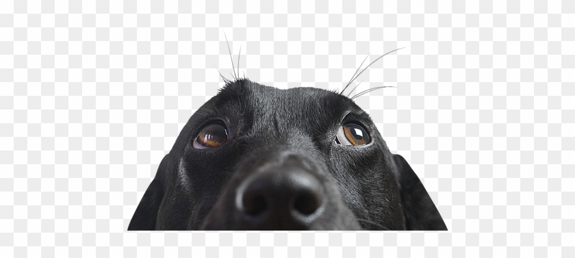 Dogchies - Longdog Clipart #2003101