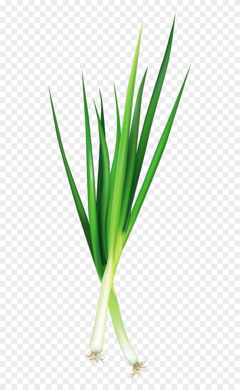 Green Onions - Welsh Onion Clipart #2004404