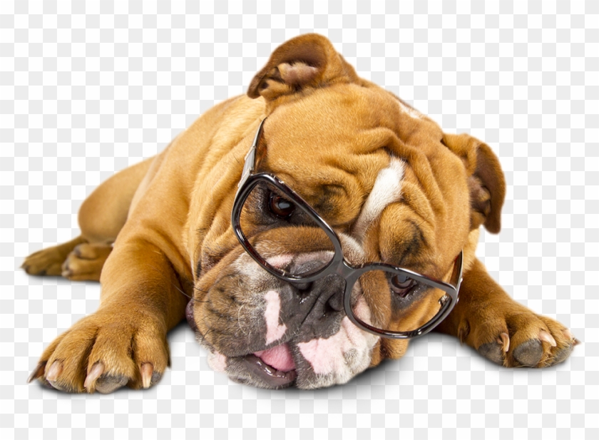 Tired Of Reading - Dog Tired Png Clipart