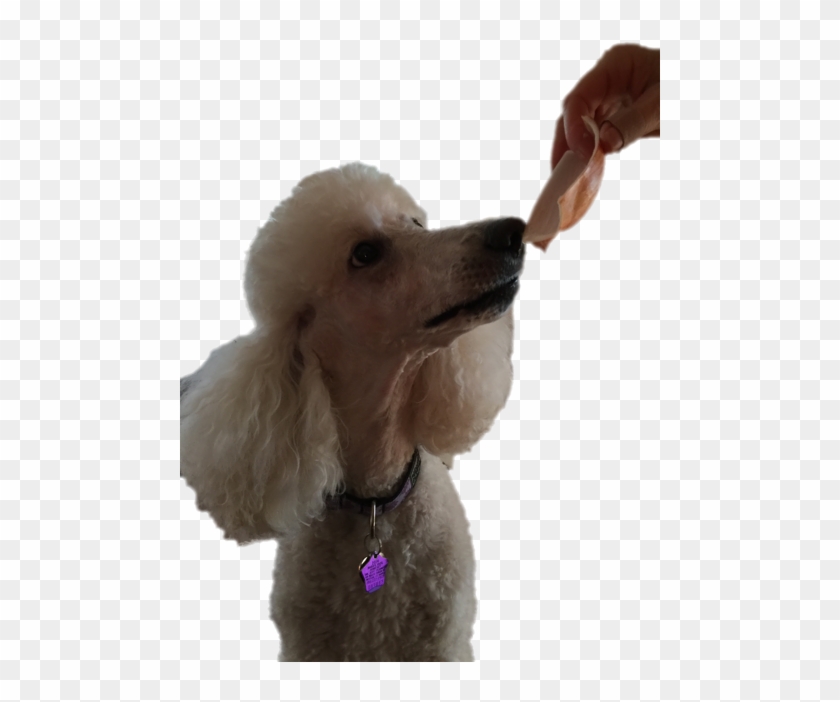Vanya Ate A Bite Of Onion - Standard Poodle Clipart