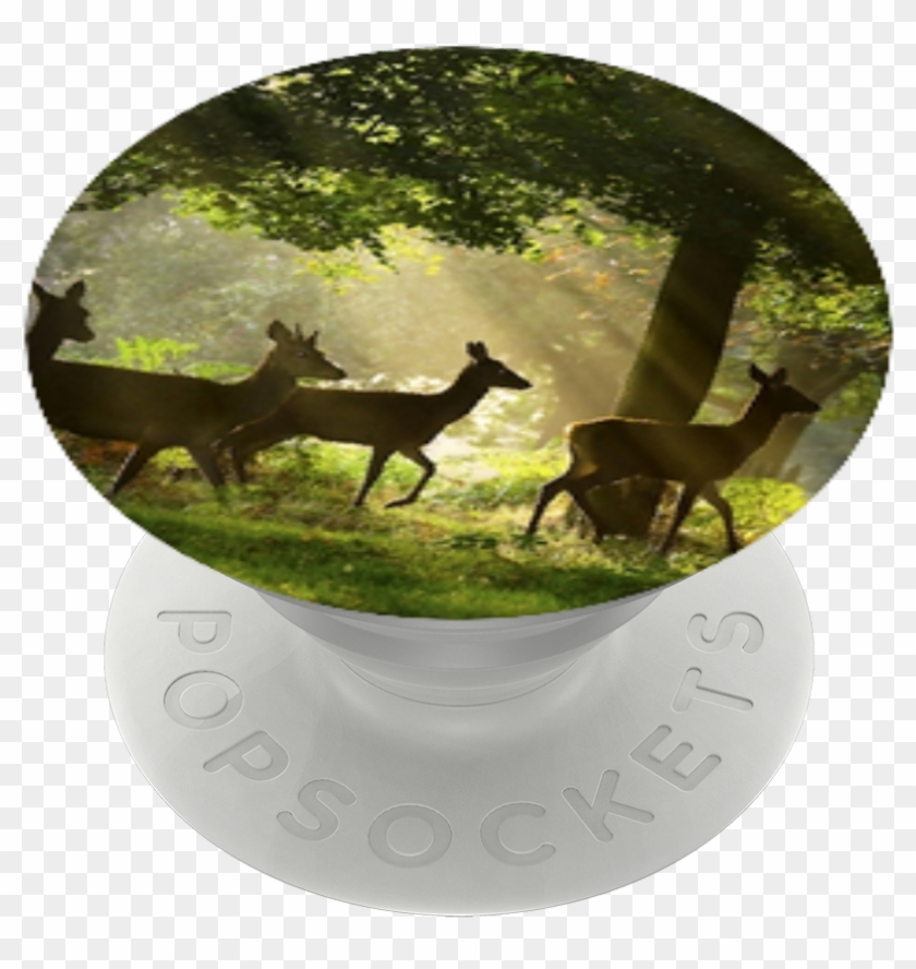Deer Wildlife , Popsockets Clipart #2008391