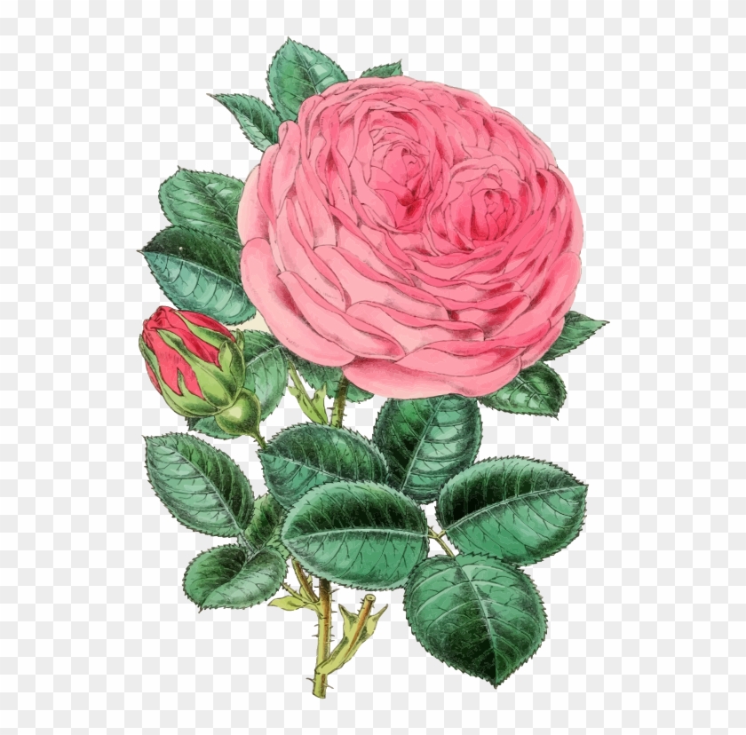 Medium Image - Rose Illustration Vintage Png Clipart