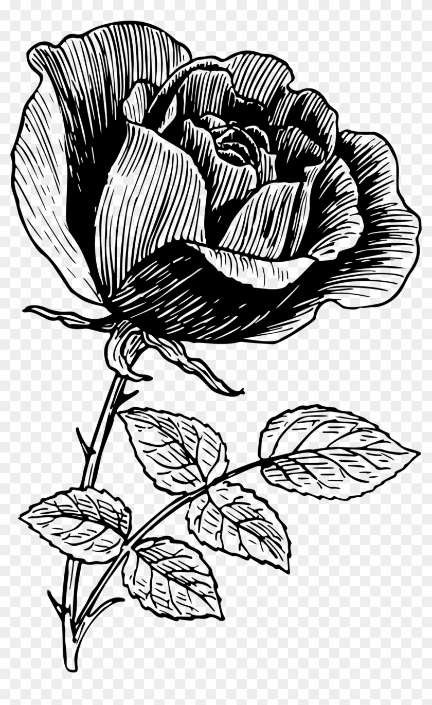 Big Image - Illustration Rose Line Art Clipart