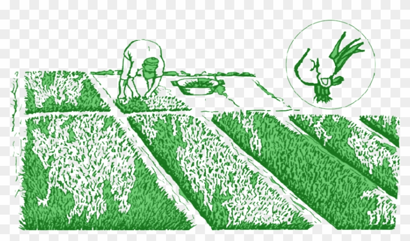How To Pull Rice Seedlings - Crop Clipart #2010776