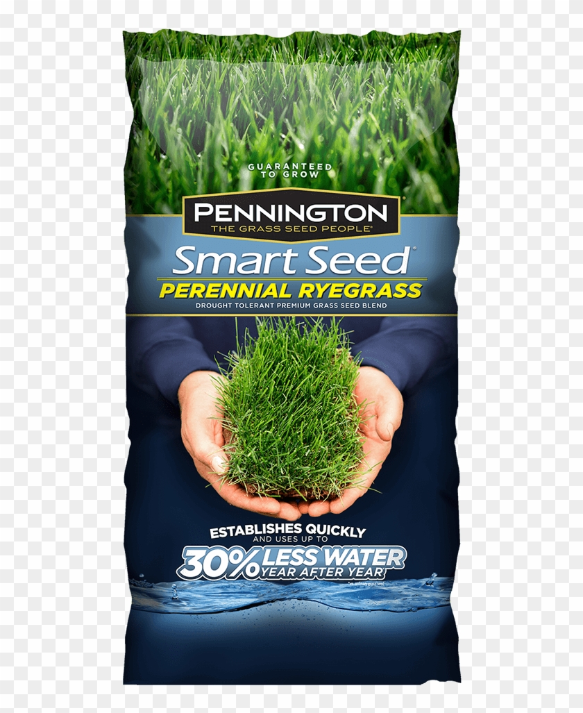 Previous - Shade Grass Seed Clipart #2010986