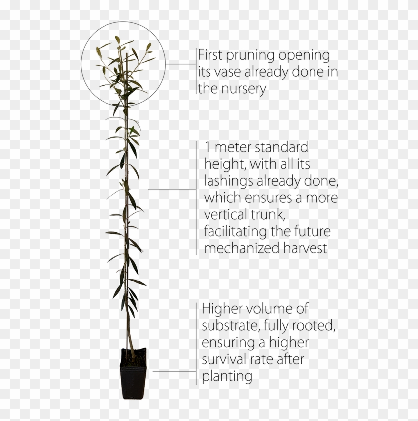The First Pruning Done In Our Nursery Makes Life Easier - Houseplant Clipart #2011144