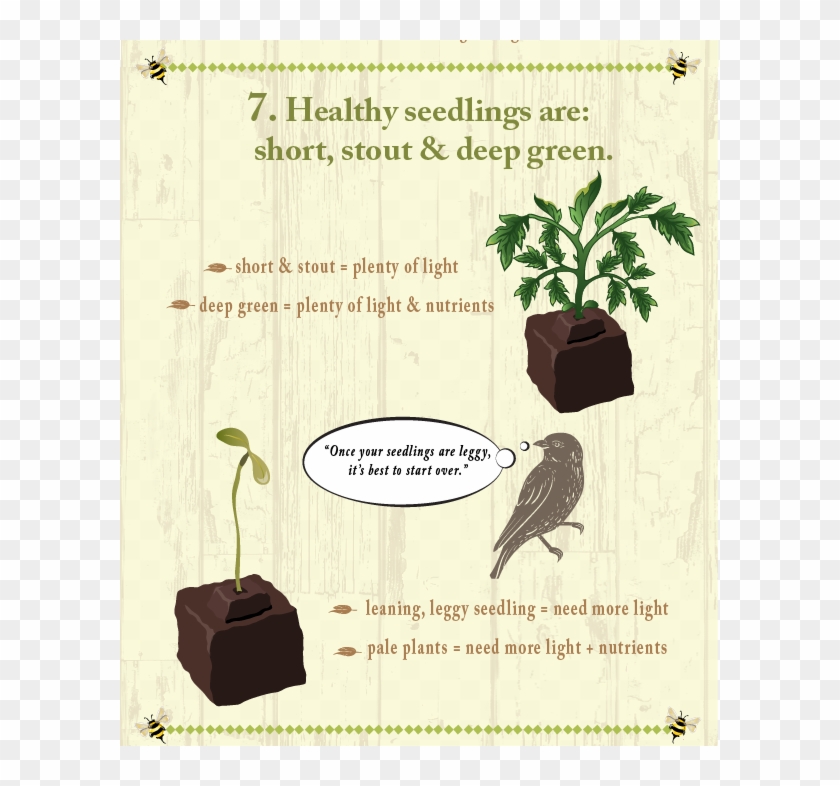 If You Don't Have A Dreamy Seed Starting Set Up , It's - Palm Tree Clipart