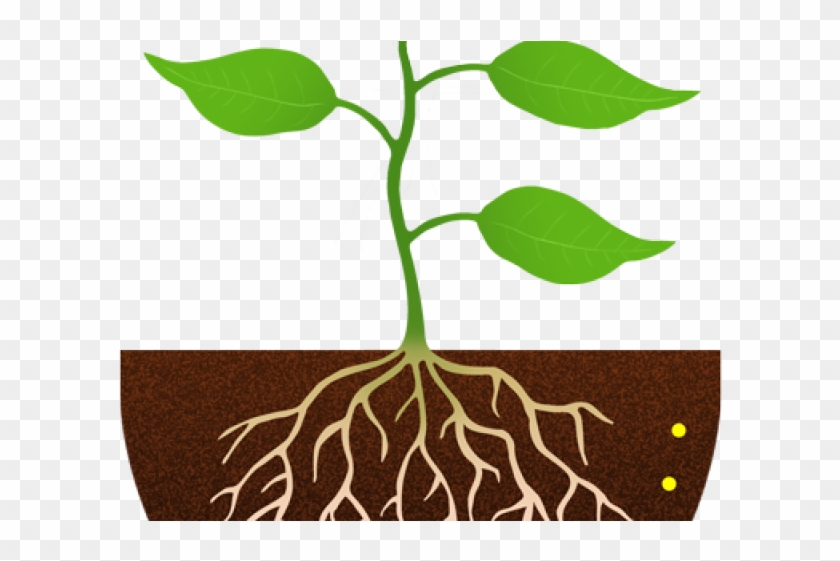 Clipart Plant With Roots - Png Download
