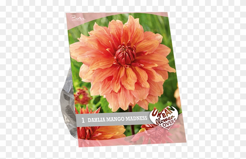 7250 Dahlia Mango Madness Per 1 Urban Flowers - Dahlia Clipart