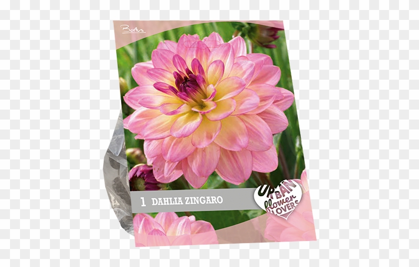 7240 Dahlia Zingaro Per 1 Urban Flowers - Dahlia Clipart #2014264