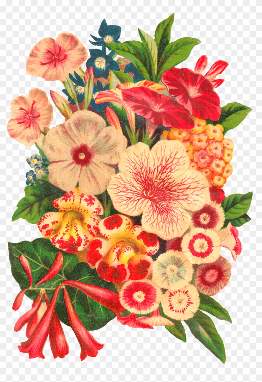 Digital Flower Seed Catalog Illustration Download - Illustration Botanical Flower Clipart