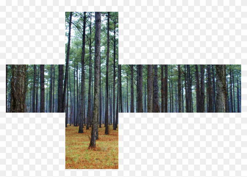Forrest-skybox - Forest Skybox Clipart