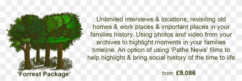 Forrest-package - Shortstraw Pine Clipart #2016265