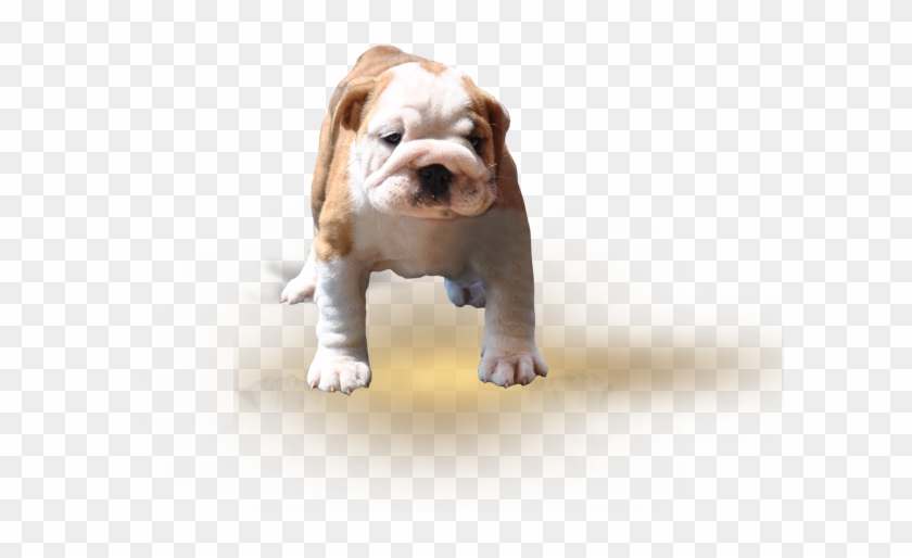 Gallery - Toy Bulldog Clipart