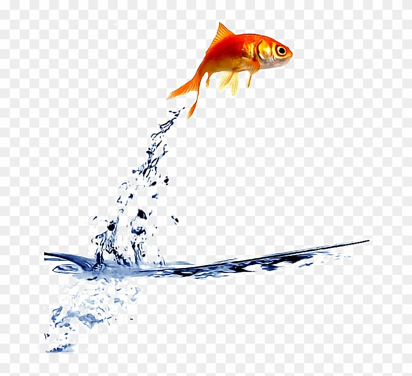 Jpg Library Stock Ftestickers Jump Fishstickers - Fish Out The Water Clipart #2020459