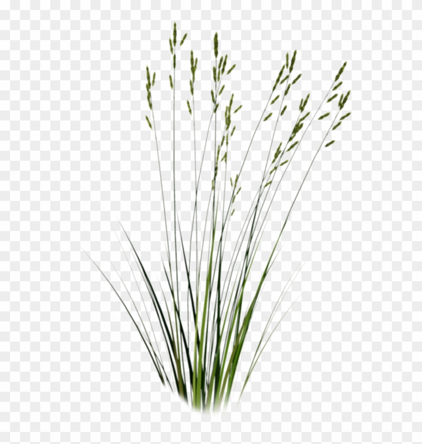 1 - Long Grass Png Clipart #2020491