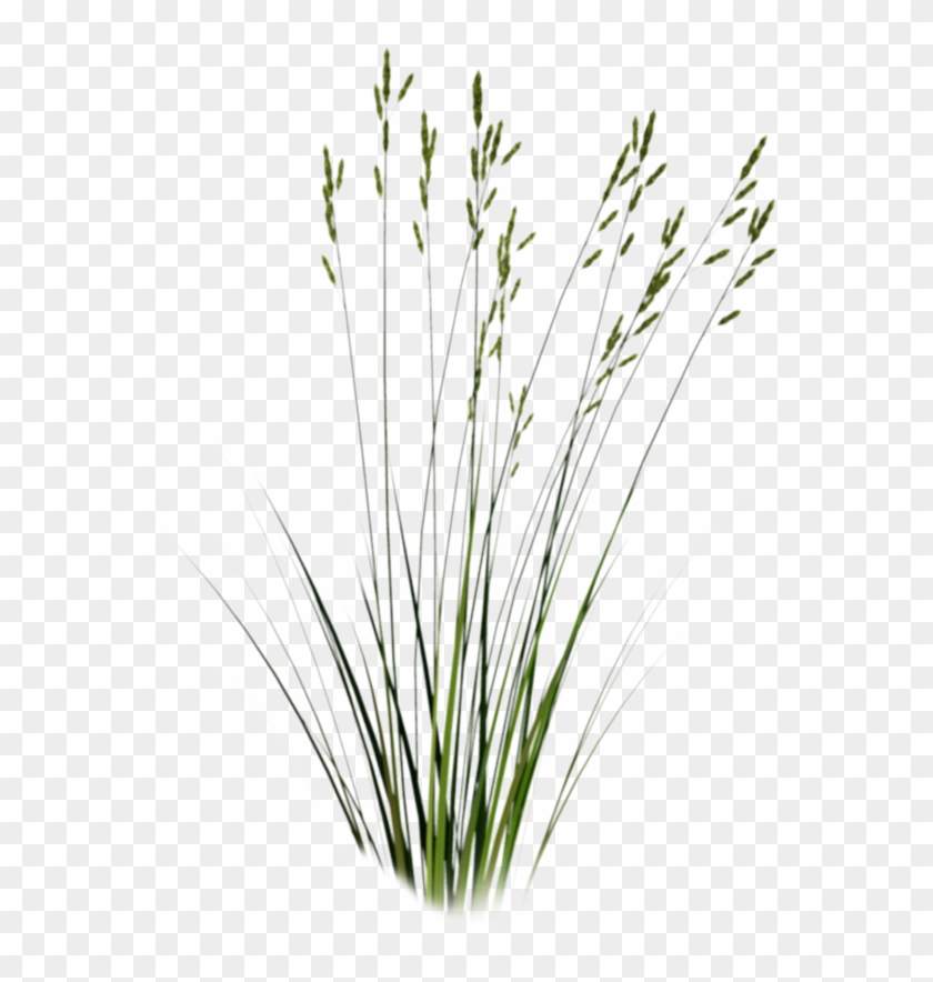 1 - Long Grass Png Clipart
