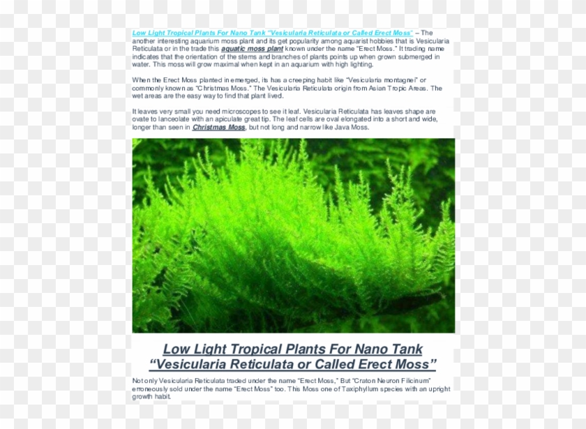 Pdf - Vesicularia Reticulata Erect Moss Clipart