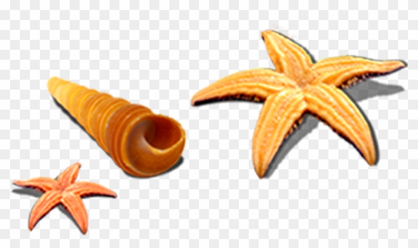 Caracol De Mar Png Clipart