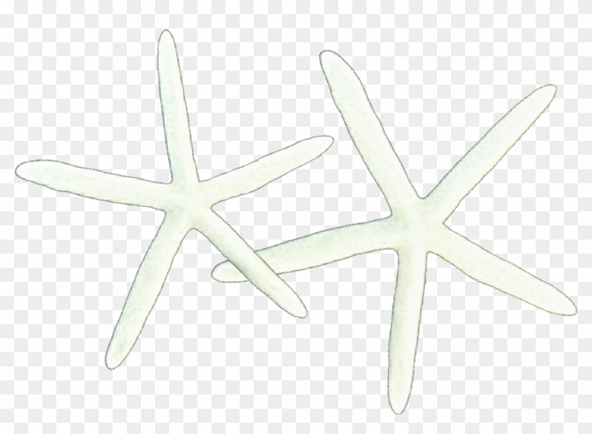 Starfish Clipart Skinny - Starfish - Png Download #2024147