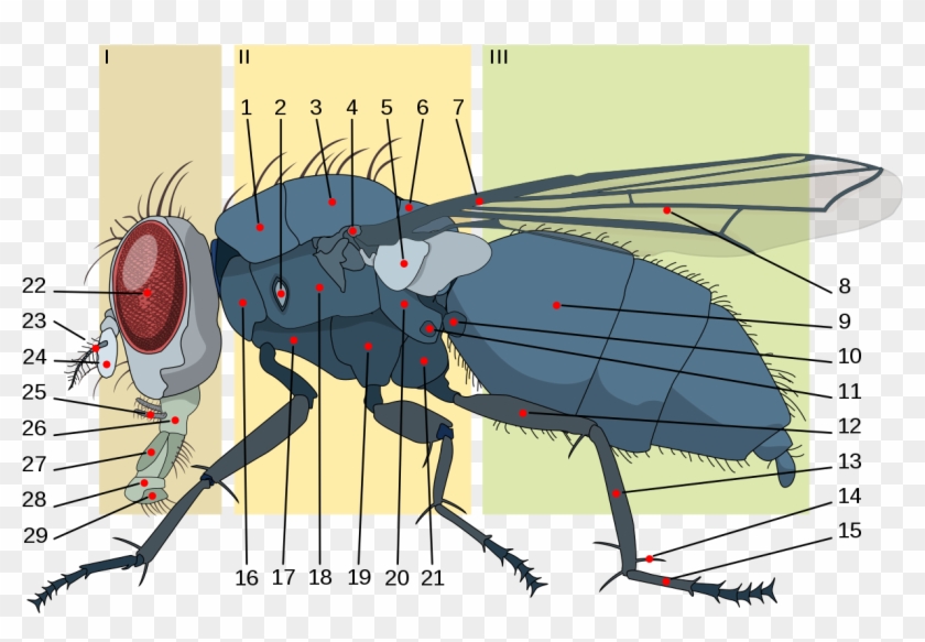 File - Housefly Anatomy-key - Svg - Spiracles In Housefly Clipart #2024873