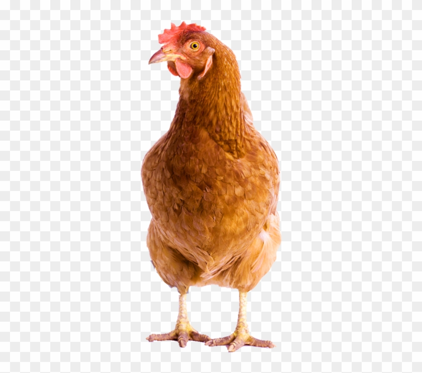 Portable Network Graphics Clipart