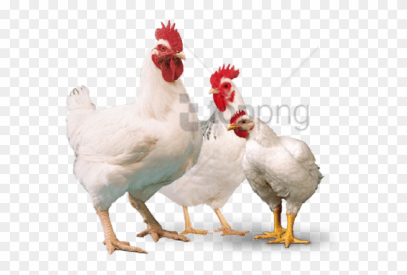 Free Png Broiler Chicken Png Png Image With Transparent - Broiler Chicken Images Png Clipart #2026393