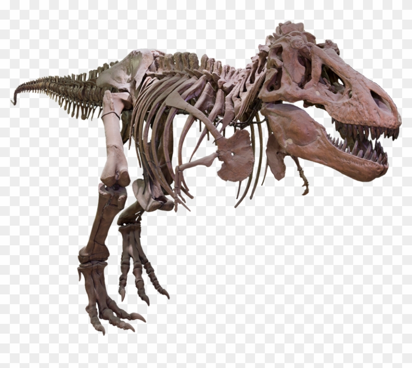 T Rex Png Background Image - Velociraptor Clipart