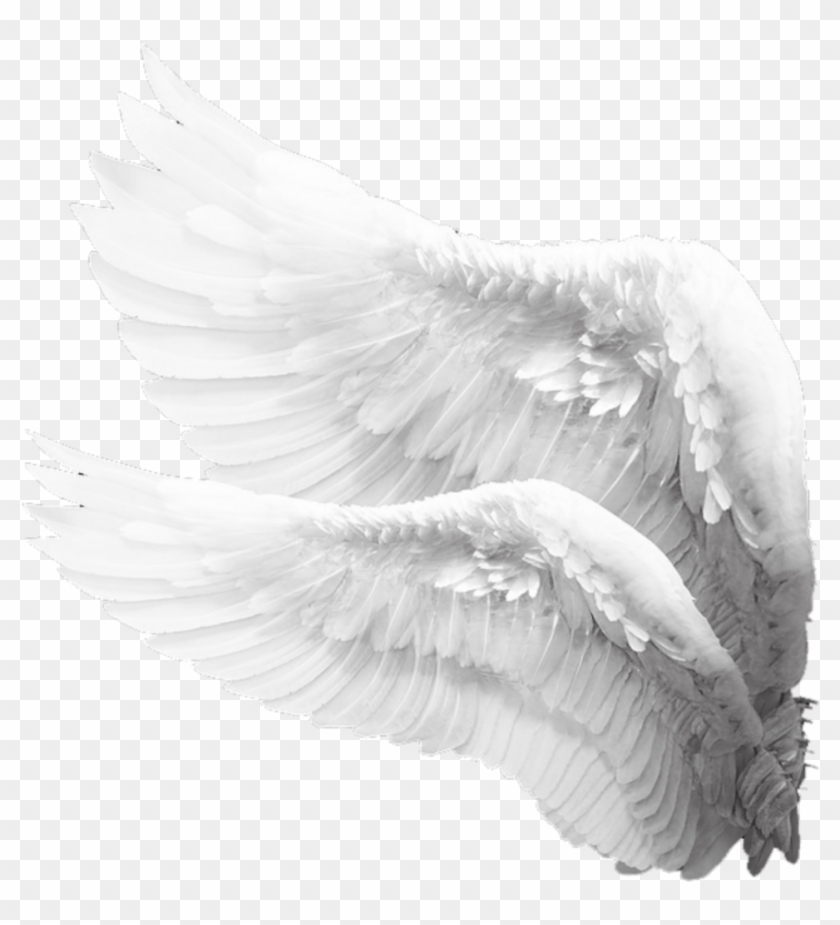 #wings #wing #whitewings #engel #angels #angelwings - Angel Side Wings Png Clipart #2027346